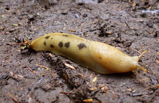 *Apparently the Pacific banana slug is the second-largest species of terrestrial slug in the world! (From Animal Diversity web) THIS PHOTO: Taken by me on the hike to 2nd Beach