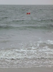 waxman's feeding station