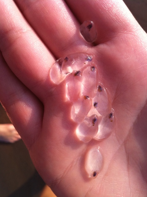 salps