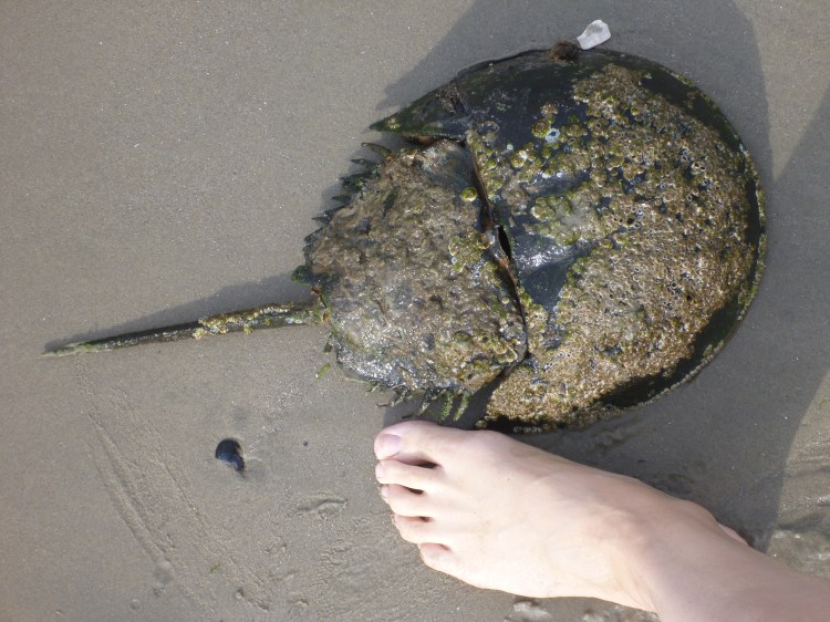 Horseshoe crab