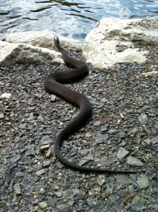 Shockingly large snakes are common to see on the path to Lake Minnewaska