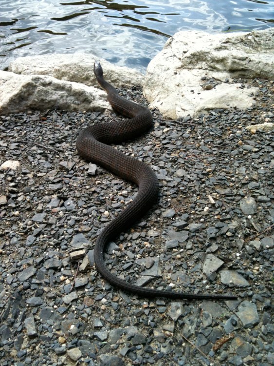 Shockingly large snakes are common to see on the path to Lake Minnewaska